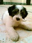 SHIH TZU CROSS