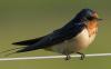 swallow.pa