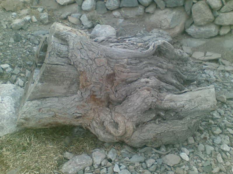 fasf (1)
