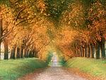 Autumn Road, Cognac Region, France