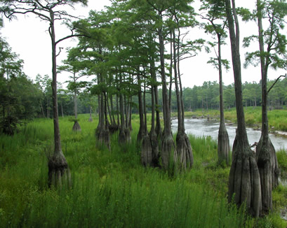 Nature (5)