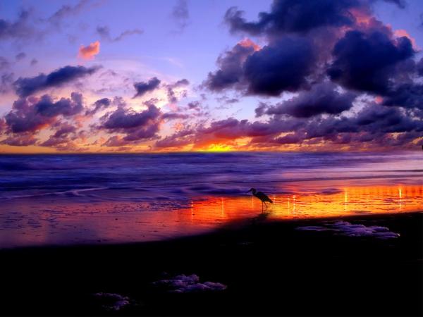 Nature (12)