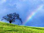 Nature (20)