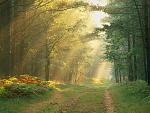 Nature (25)