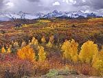 Nature (31)