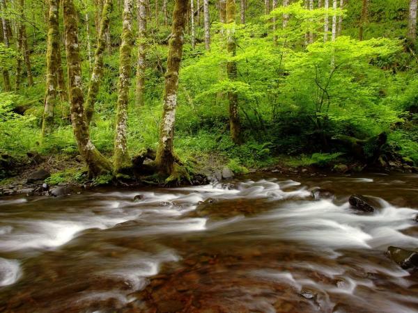 Nature (33)