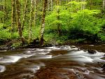 Nature (33)