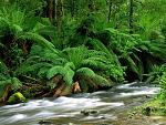 Nature (35)