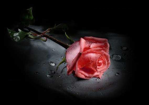 Love (14)