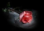 Love (14)
