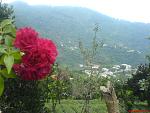 تصویر