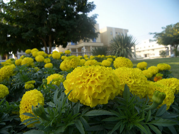 گلهاي پارك قشم