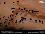 برنده جایزه National Geographic بخاطر عکس سال 2005؛ رنگ های مشکی سایه شترها است! عکس شترها از بالا گرفته شده است:...