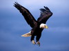 آواتار Master Eagle