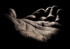 آواتار echoes