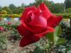 آواتار mosavi_M_K