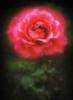 آواتار Rose01