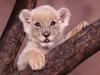 آواتار yekchehellom
