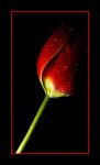 آواتار anis71