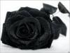 آواتار roze_abi-r