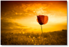 آواتار shgn_java