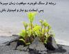 آواتار fatemesoleimani